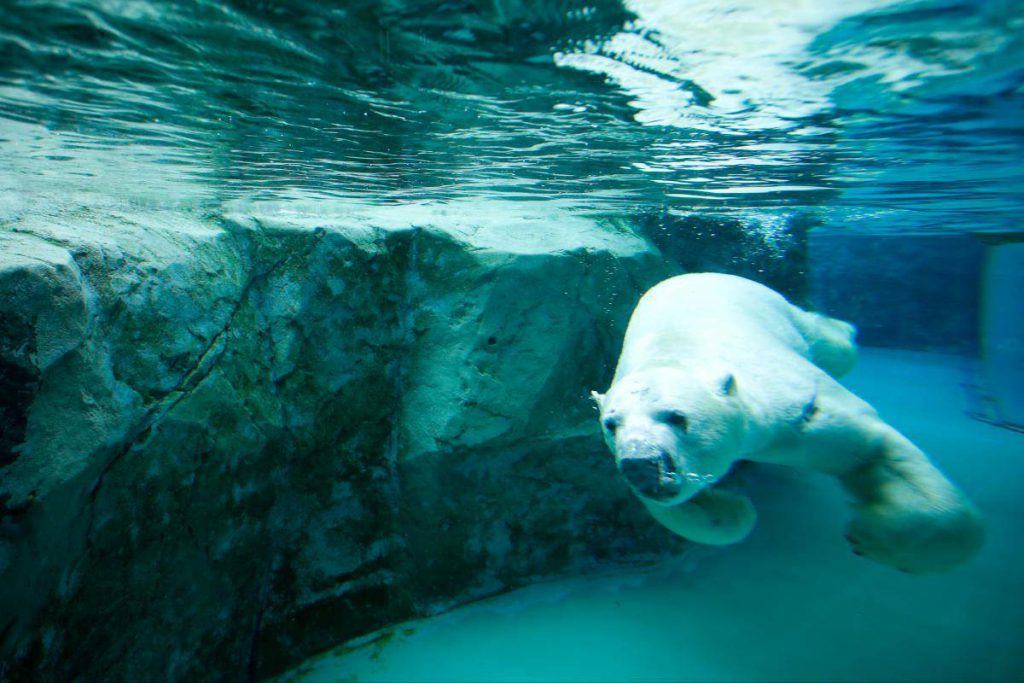 Asahiyama Zoo